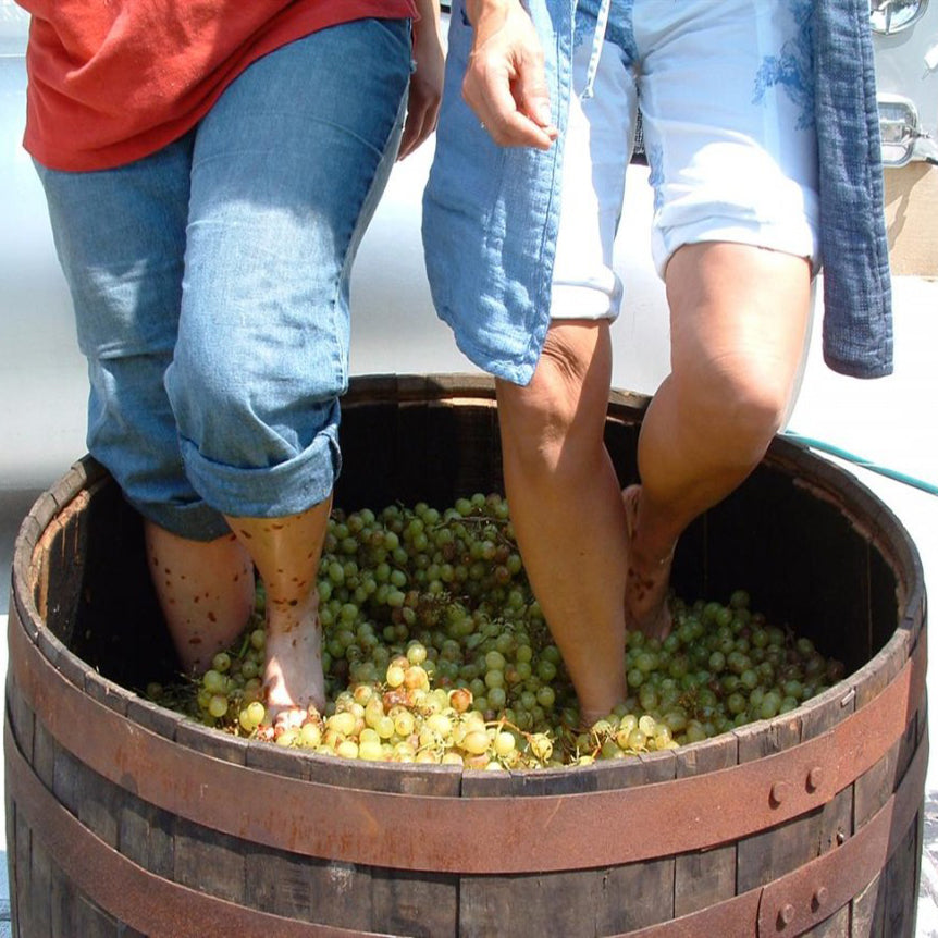 Wine Stomping Experience